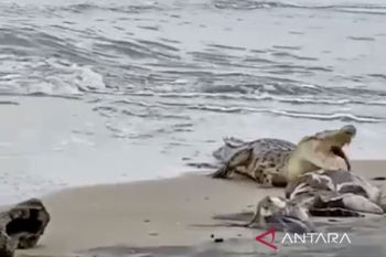 BKSDA Kalsel awasi buaya muncul di Pantai Bunati Tanah Bumbu