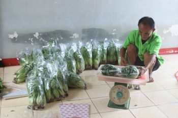 Lapas Kolonodale Kelas IIB manfaatkan SAE green house hidroponik bina narapidana