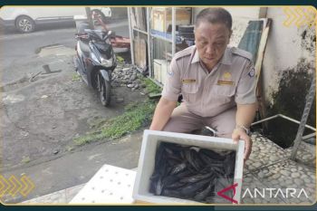 Karantina Sulut tahan puluhan ekor ikan sapu-sapu