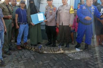 BB KSDA Sulsel evakuasi buaya muara asal pulau di Kabupaten Pangkep