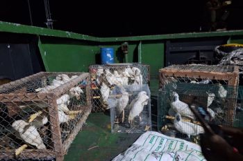 BKSDA Maluku amankan 55 kakaktua dari ruang mesin kapal Sabuk Nusantara 104