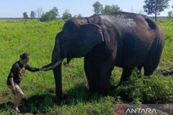 Puskas Sumsel  gelar kajian gajah Palembang