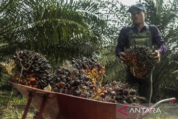 Konsumsi minyak kelapa sawit meningkat
