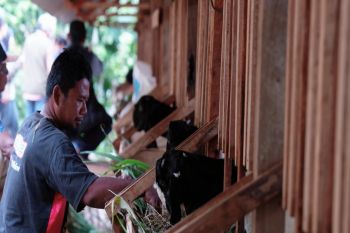 PLN EPI memberdayakan masyarakat Gunungkidul lewat ternak kambing perah