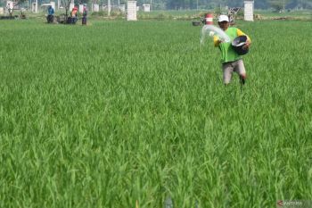 Perencanaan pangan kunci utama swasembada pangan