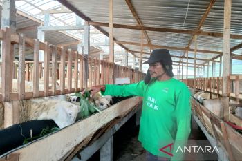 Program balai ternak Baznas diharapkan entaskan warga miskin  ekstrem