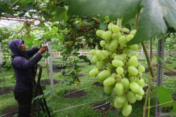 Anggur Shine Muscat terkontaminasi, begini respons Kemenkes dan Kementan