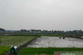 Dinas Pertanian Kulon Progo bagikan pompa air untuk amankan tanaman padi