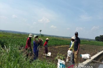 Kulon Progo: Listrik untuk pengairan di Srikayangan lebih murah