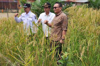 Produksi padi Januari-April 2024 di Pasaman Barat 40.819 ton