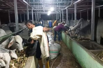 Pemkab Sigi sediakan sebanyak 7.400 ekor ternak untuk Idul Adha