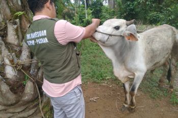 Pemkab Pasaman Barat data hewan ternak untuk kurban Idul Adha