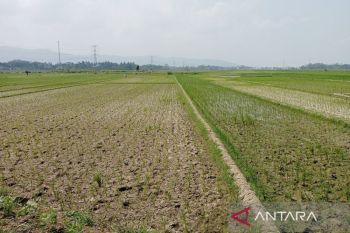 Dinpertan  Cilacap imbau petani sawah tadah hujan tanam palawija