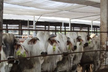 Lampung siapkan 1.116 petugas untuk periksa hewan kurban