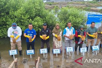 PNM tanam 10 ribu mangrove di Mangrove Park Lampulo