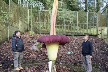 Induk bunga bangkai mekar ketujuh kali di Kebun Raya Cibodas, Jabar