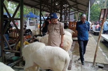 DP3 Sleman sebut banyak muncul peternak domba dari generasi milenial