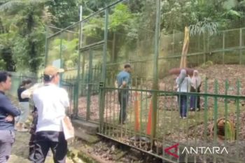 Kebun Raya Cibodas catat angka kunjungan wisatawan capai 5.000 orang per hari