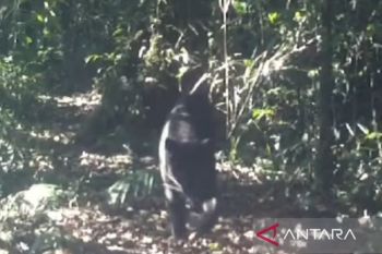 BKSDA captures black panther in Banten after preying on livestock