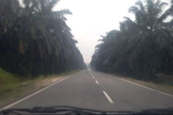 Harga sawit di Riau naik Rp28,27/Kg