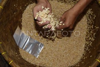 BRIN bilang kebijakan ekstrem diperlukan wujudkan swasembada kedelai