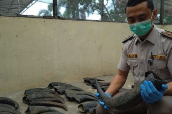 Karantina Lampung tahan 70 tanduk kerbau tidak berdokumen di Bakauheni