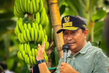 Mamuju Tengah jadi percontohan pengembangan pisang cavendish di Sulbar