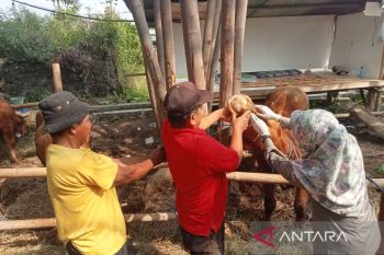 Pemkab Bantul mengajukan 15 sapi untuk hewan kurban Gubernur dan Presiden