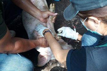 Dua sampel babi dari Flores Timur NTT positif ASF