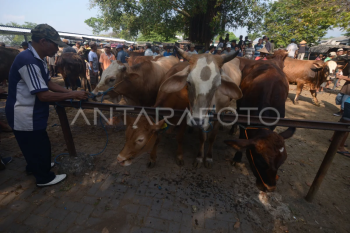 Harga sapi naik di Klaten