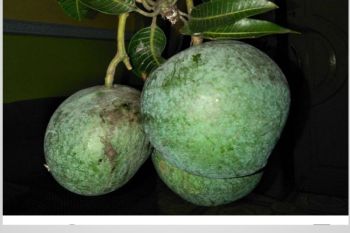 Pemkot: dua buah varietas Mataram akan ditanam di Istana Negara&nbsp;