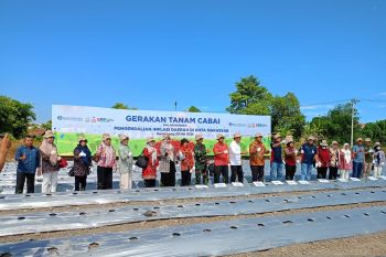 BI dan Pemprov Sulsel gencarkan gerakan tanam cabai