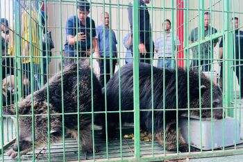 Polda Kepri amankan dua binturung di Batam