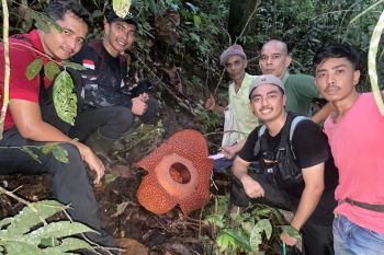Bunga rafflesia mekar sempurna di Matur Agam (Video)
