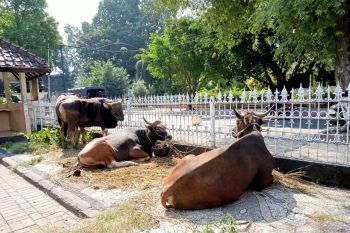 Pemkot Mataram siapkan 81 ekor hewan kurban saat Idul Adha