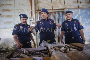 KKP amankan ikan impor tanpa dokumen