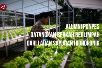 Alumni ponpes datangkan berkah berlimpah dari lahan sayuran hidroponik