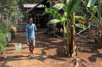 DLH Gunungkidul mengembalikan habitat monyet agar tidak masuk permukiman