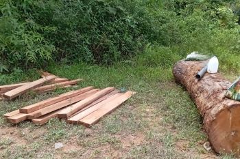 WALHI: Hutan Adat Mukim Krueng Bireuen terancam pembalakan liar