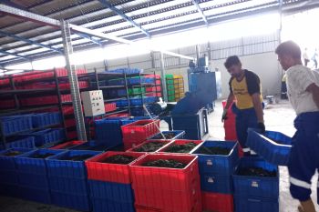 TPST modern ditarget bisa produksi maggot satu ton sekali panen