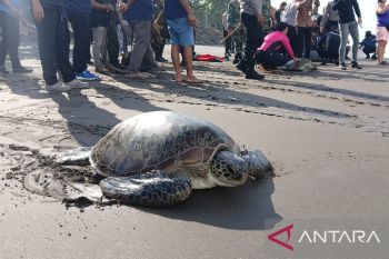 Polres Jembrana tuntas tangkap buron penyelundupan penyu