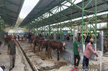 Dinas Pertanian Kulon Progo sebut persediaan sapi 56 ribu ekor