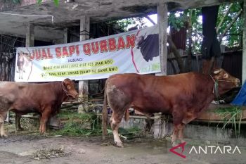 Disnakeswan Sulsel imbau masyarakat teliti beli hewan kurban