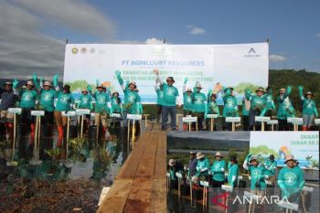 Agincourt Resources tanam ribuan bibit mangrove di Tapteng