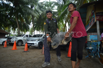Evakuasi penyu tersesat ke pemukiman di Padang