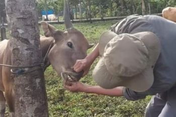 Pemprov Sulbar cek kesehatan hewan kurban jelang Idul Adha  1445 H