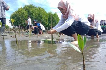 Polewali Mandar tanam 150 batang mangrove