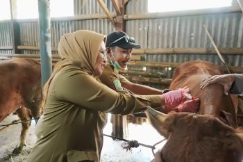 Pemkab Lumajang tingkatkan pengawasan hewan kurban jelang Idul Adha