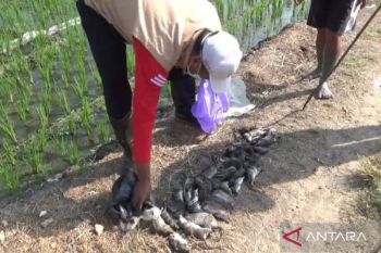 DKPP Ngawi ajak petani lakukan "gropyokan" basmi tikus