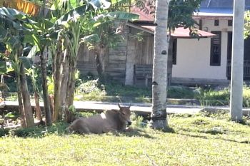 Disnakkeswan Lampung mensyaratkan hewan kurban harus miliki SKKH